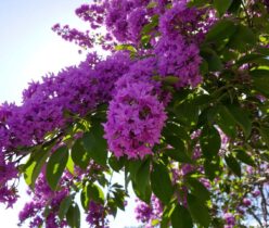 Arbre de Judée : avantages et inconvénients à connaître avant de planter ce magnifique ornement