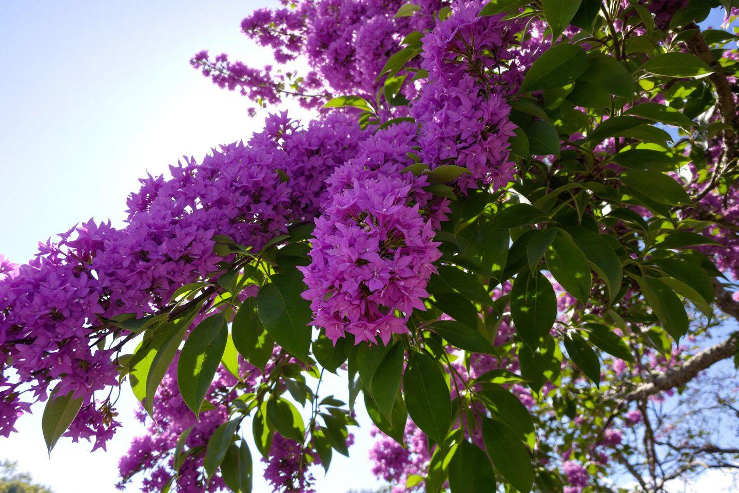 Arbre de Judée : avantages et inconvénients à connaître avant de planter ce magnifique ornement